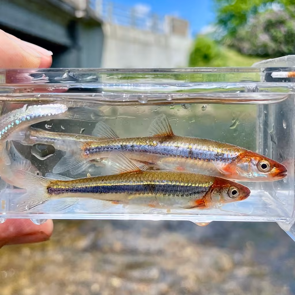 Rosyface Shiner, photo 1 of 5