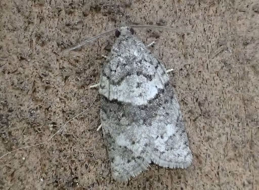 Gray Leafroller Moth, Adult