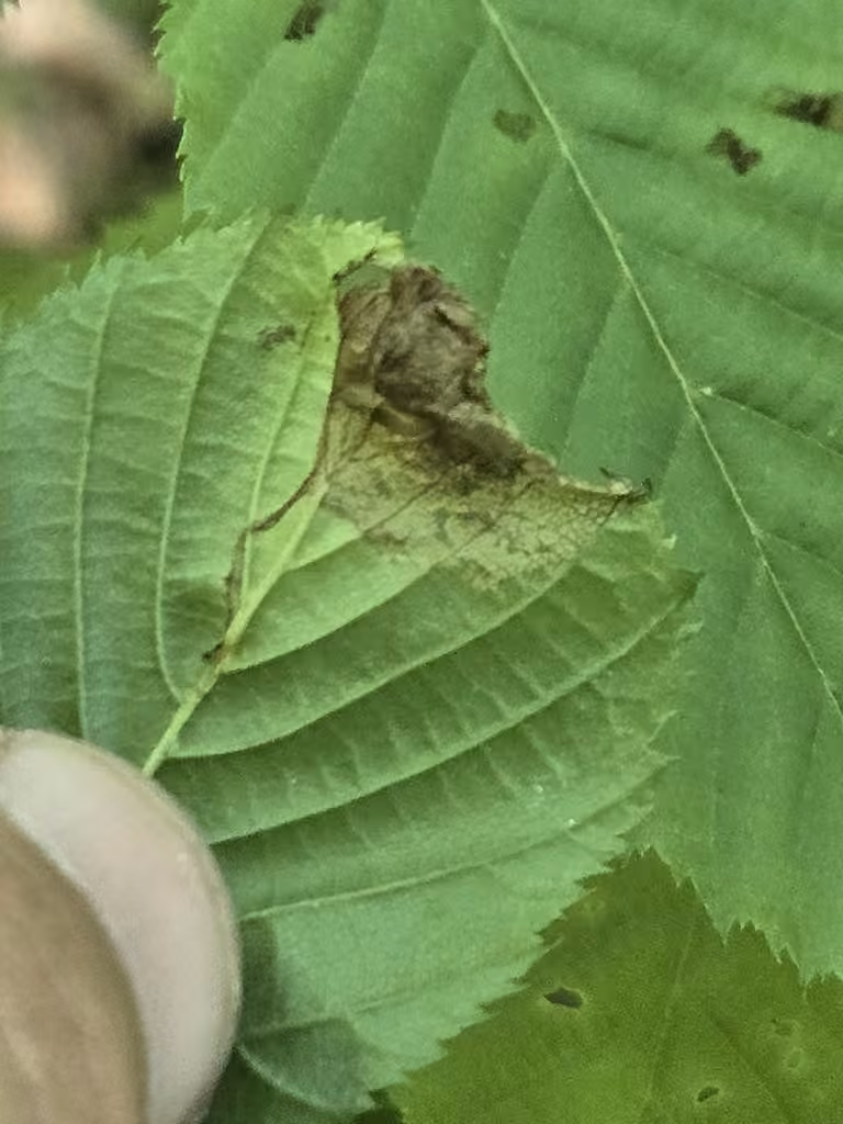 Expanded Weevil, Leaf mine