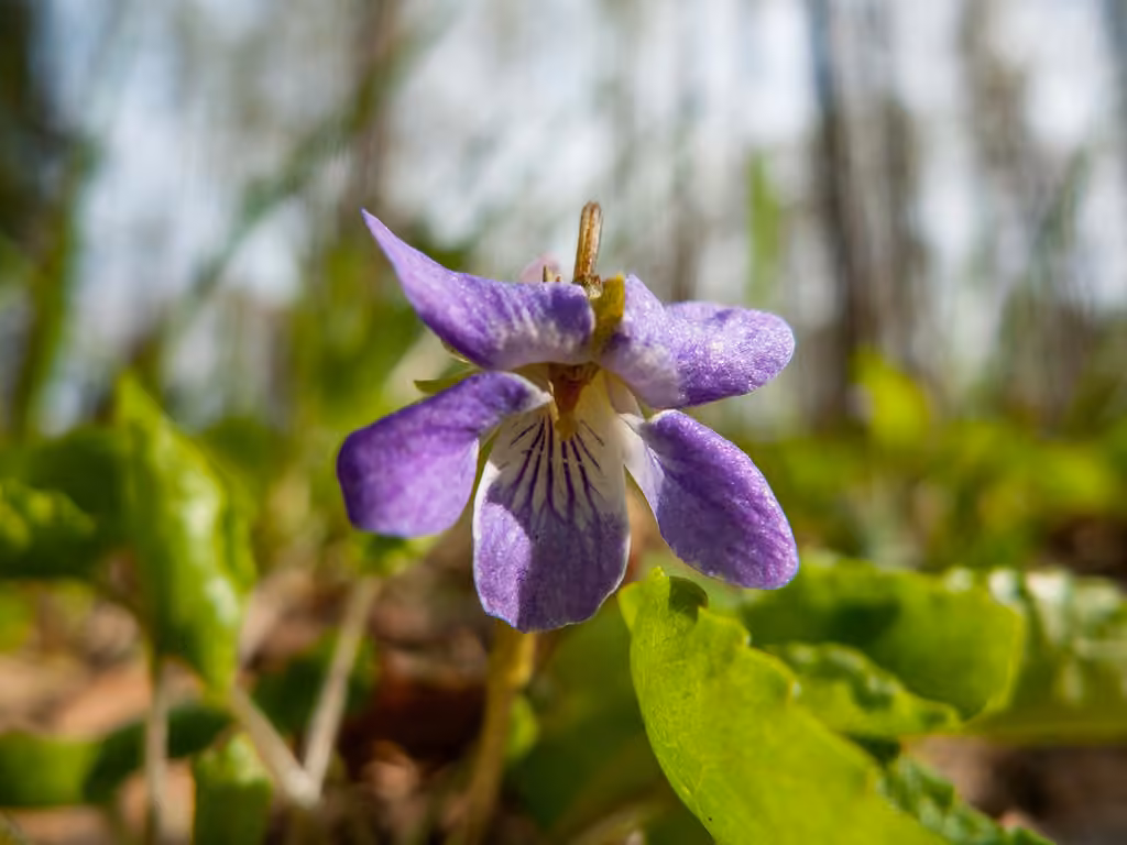 Violette de Selkirk, photo 1 sur 5
