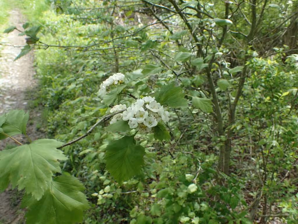 Aubépine de Holmes, En fleurs
