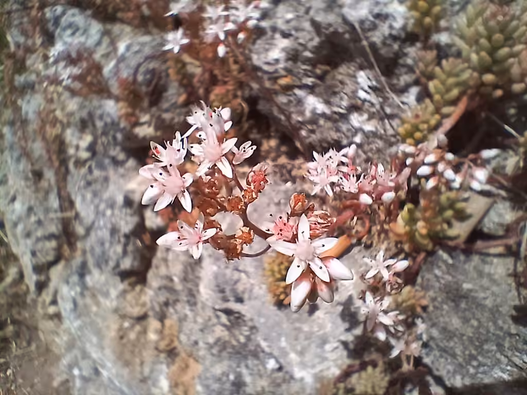 White stonecrop, Flower buds