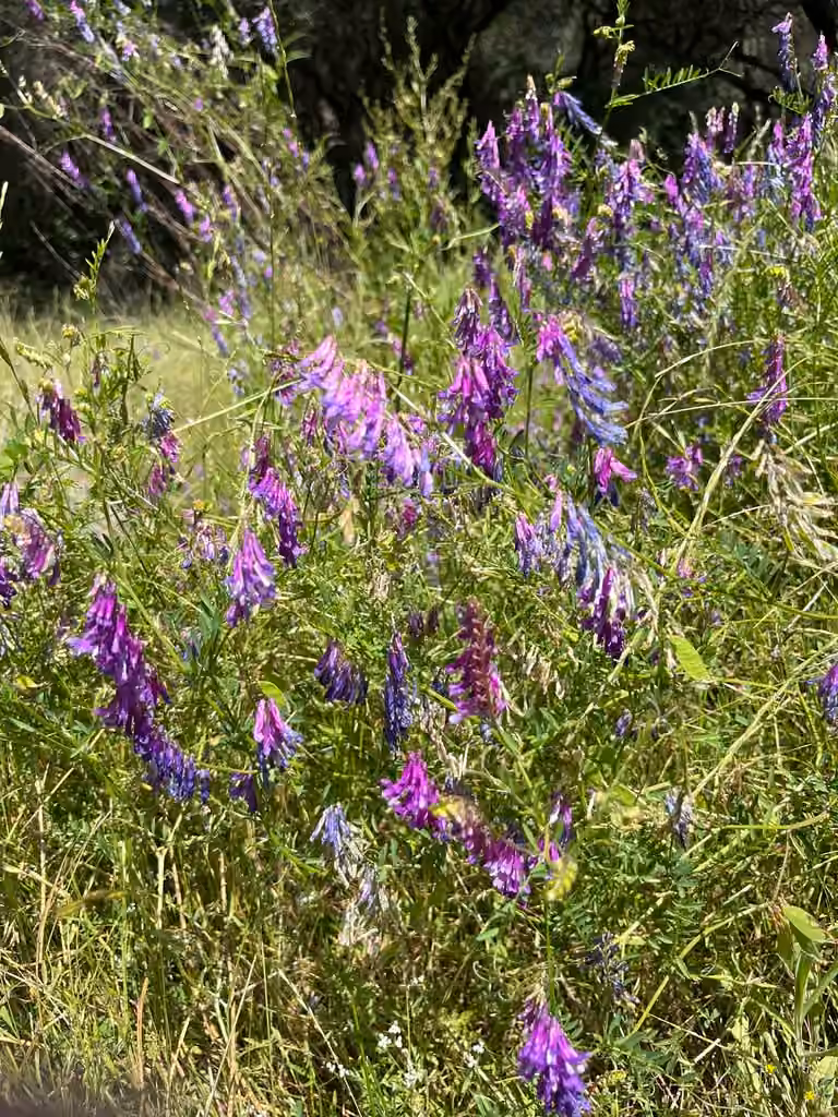 Winter vetch, In fruit