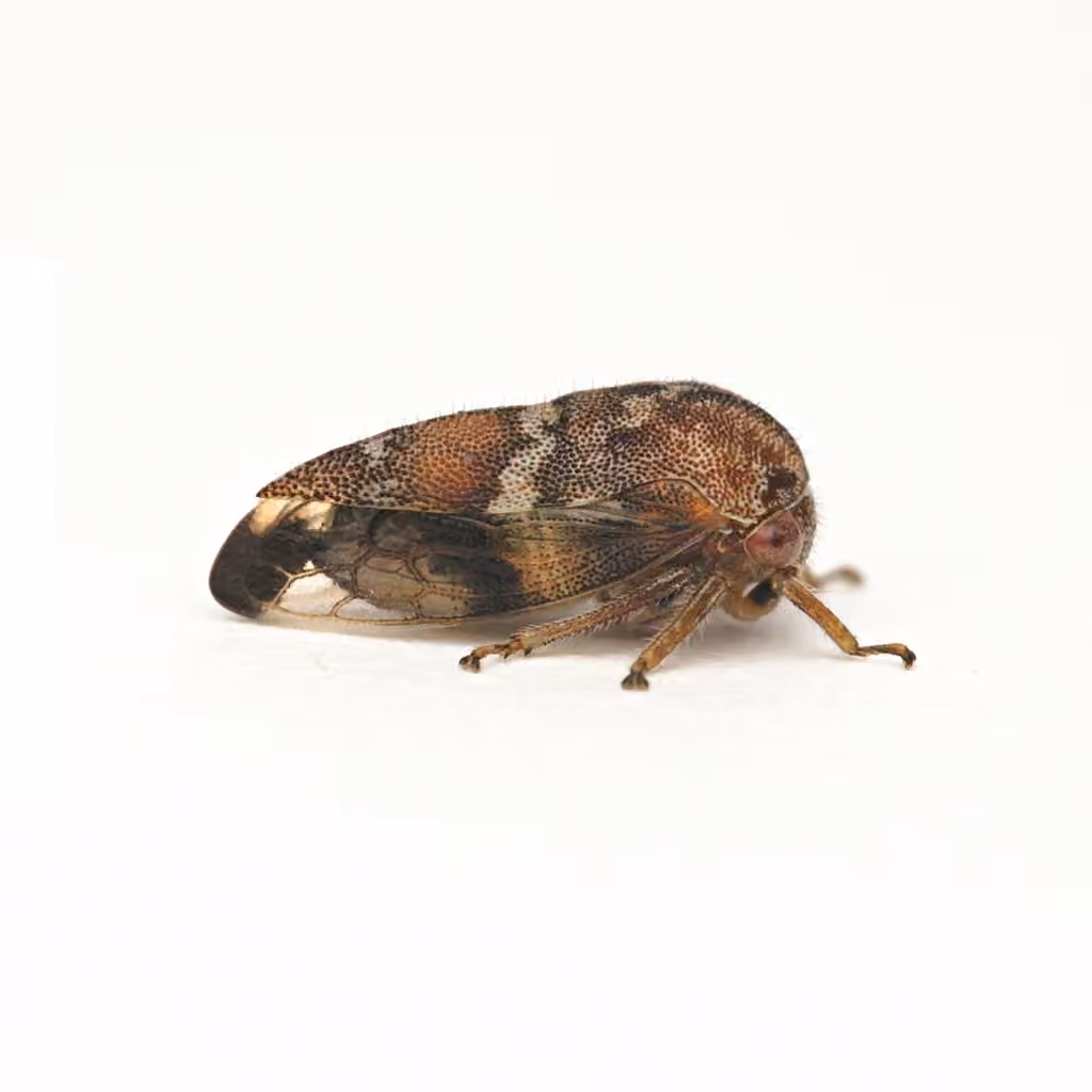 Ophiderma definitum, Female