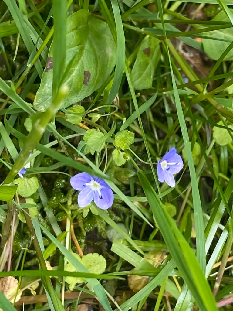 Véronique filiforme, En fleurs