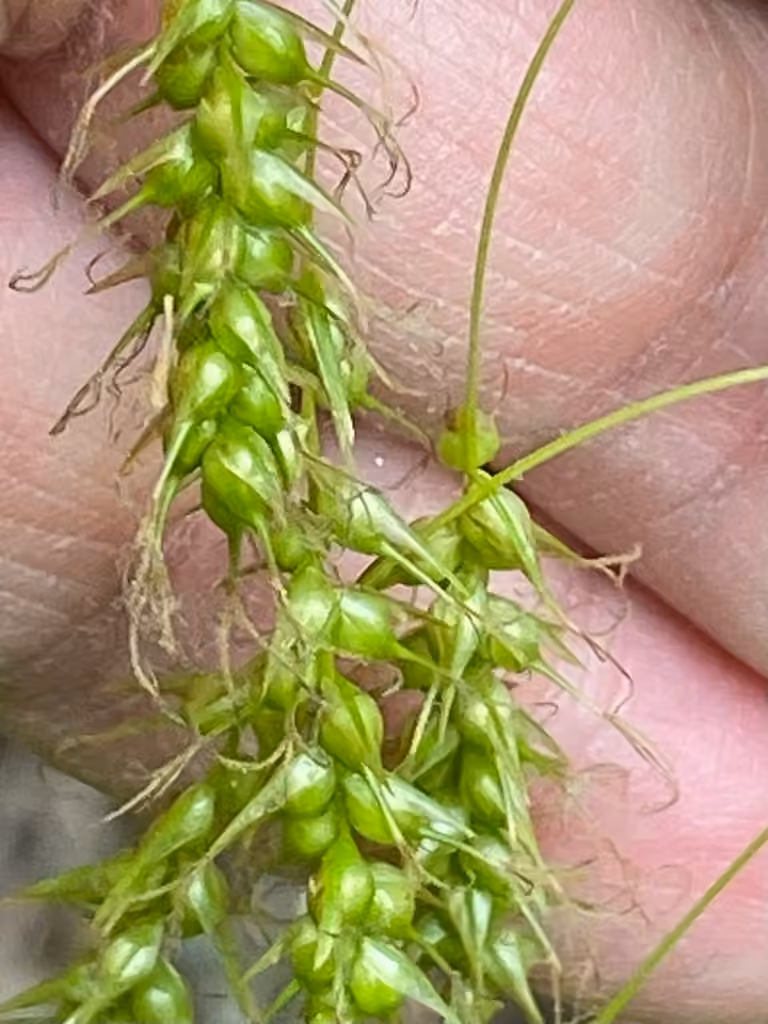 Sprengel's sedge, In fruit