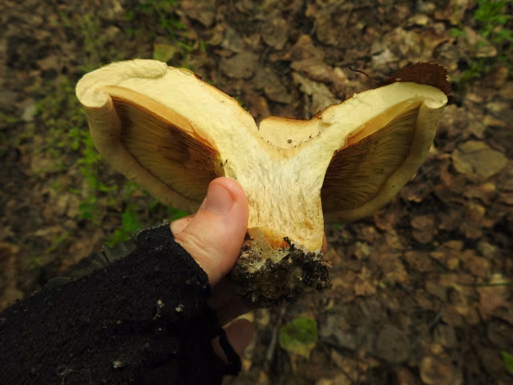 Spring Paxillus, photo 3 sur 5