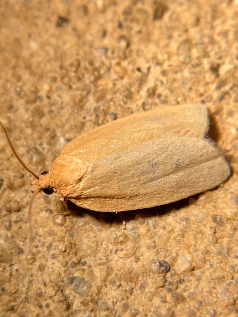 Pallid Leafroller Moth, photo 1 sur 5