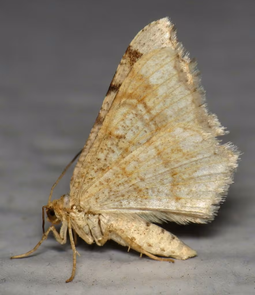 Red-headed Inchworm Moth