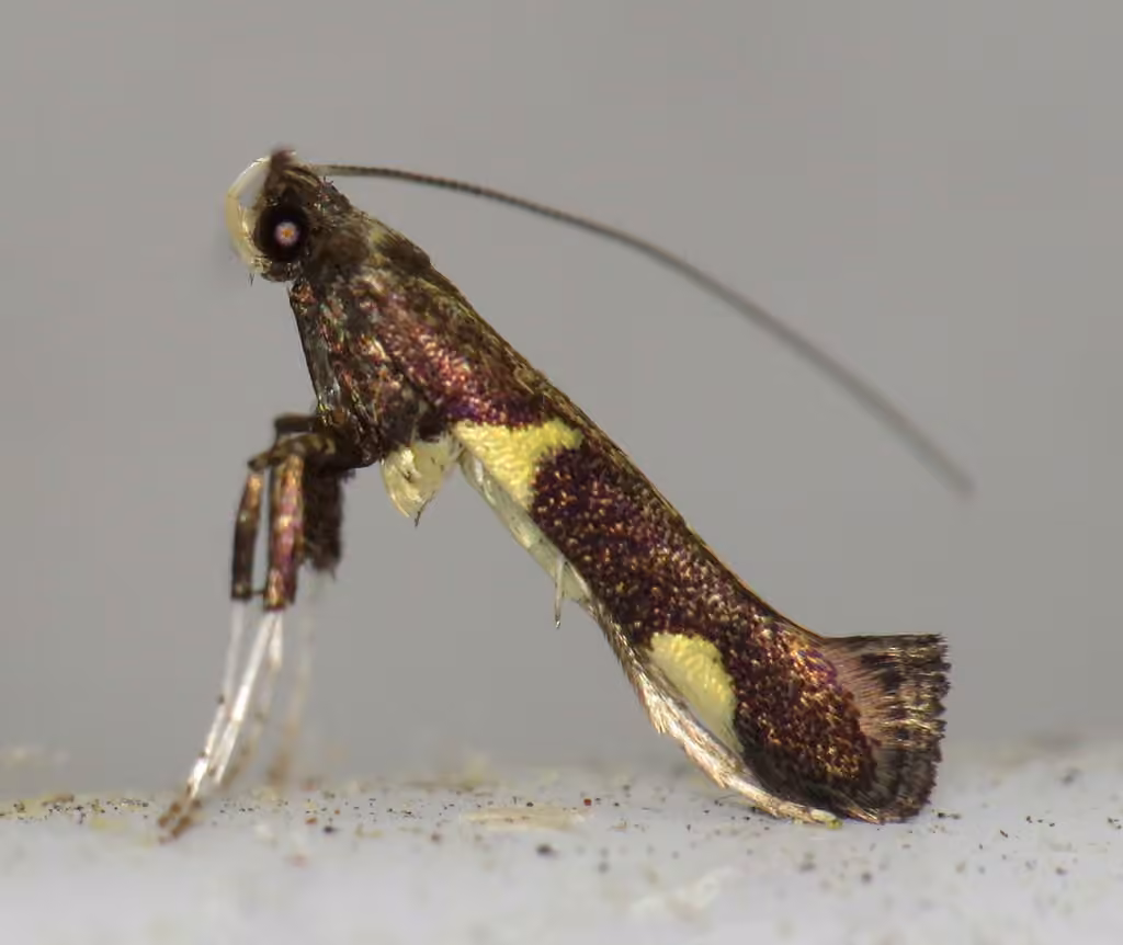 Caloptilia umbratella, photo 2 sur 5