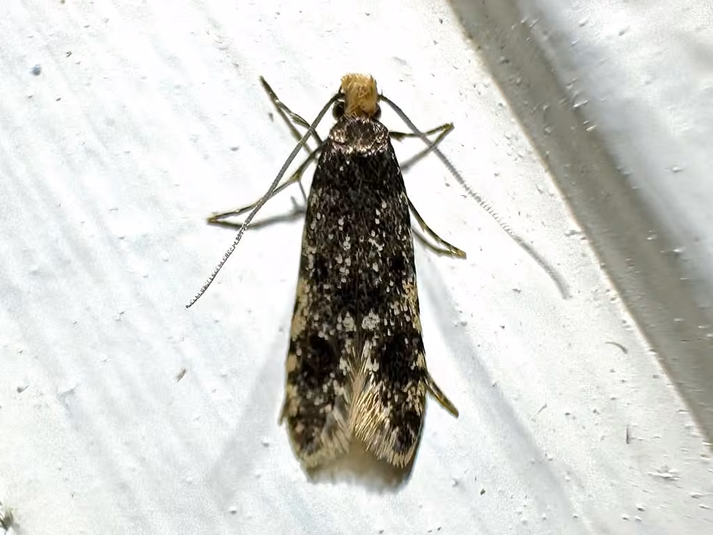 Homosetia marginimaculella