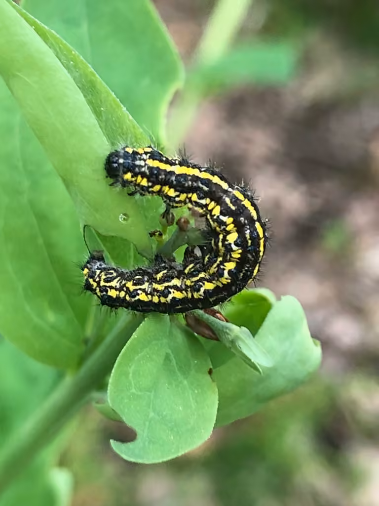 Confused Haploa Moth, Caterpillar