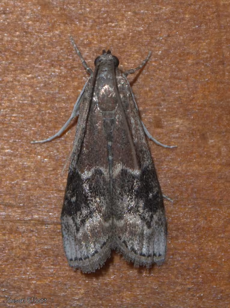 American Plum Borer Moth, Adulte