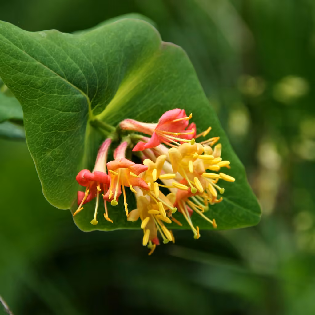Limber honeysuckle