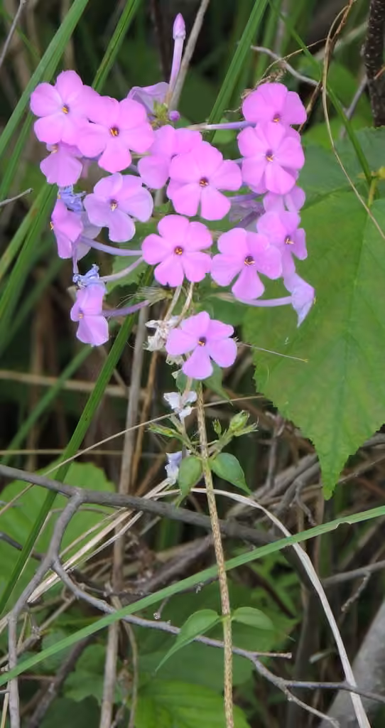 Phlox maculé, photo 3 sur 5