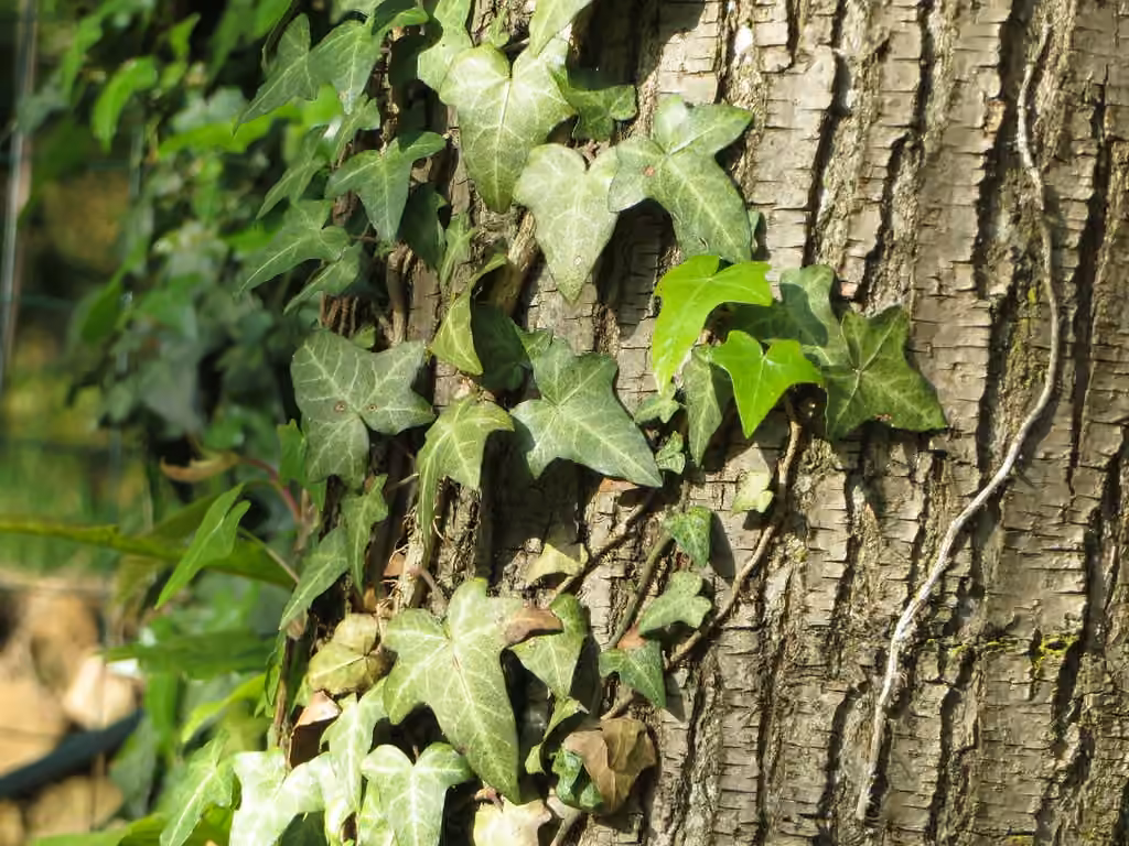 English ivy, photo 1 of 5