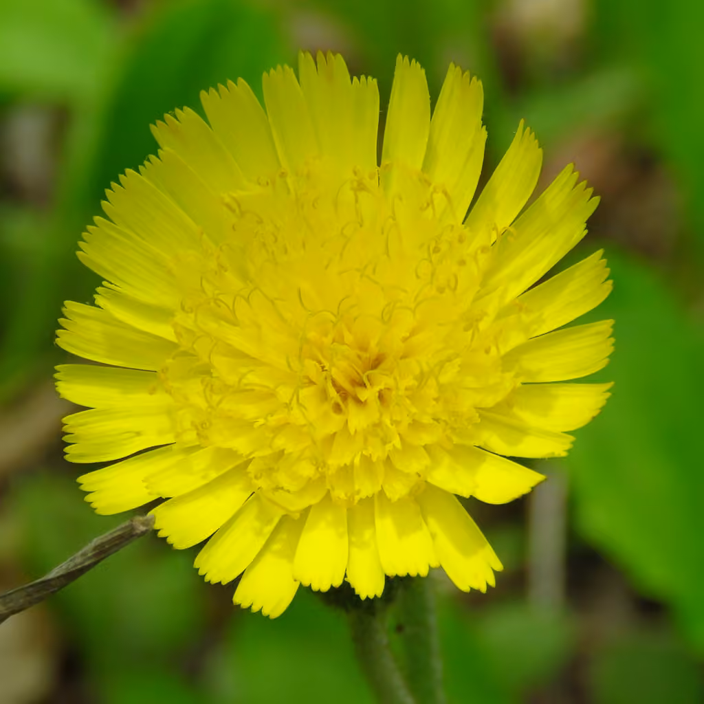 Flagellate hawkweed