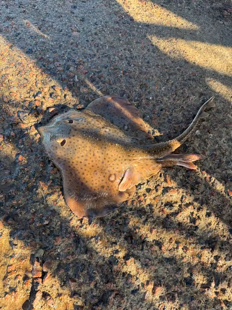 Winter Skate, Male