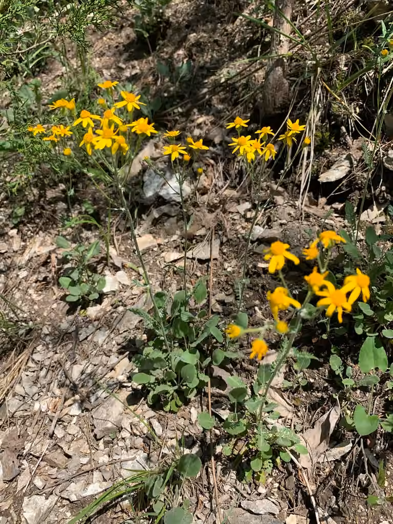 Balsam groundsel, In flower