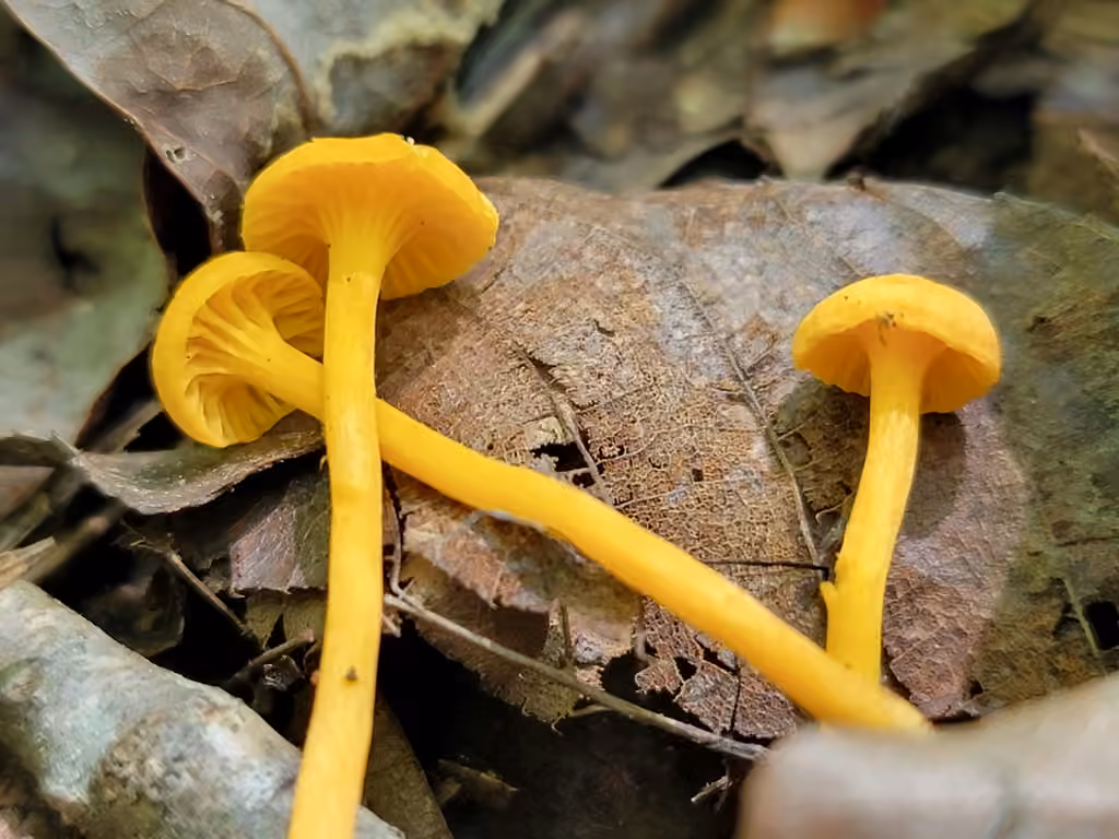 Chanterelle mineure, photo 1 sur 5