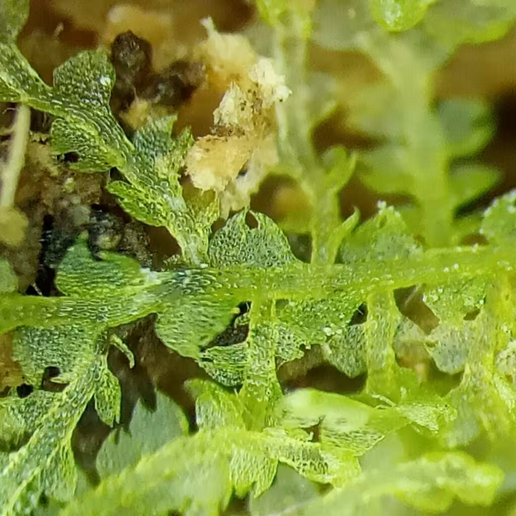 Moon-leaved Pincerwort, photo 3 of 5