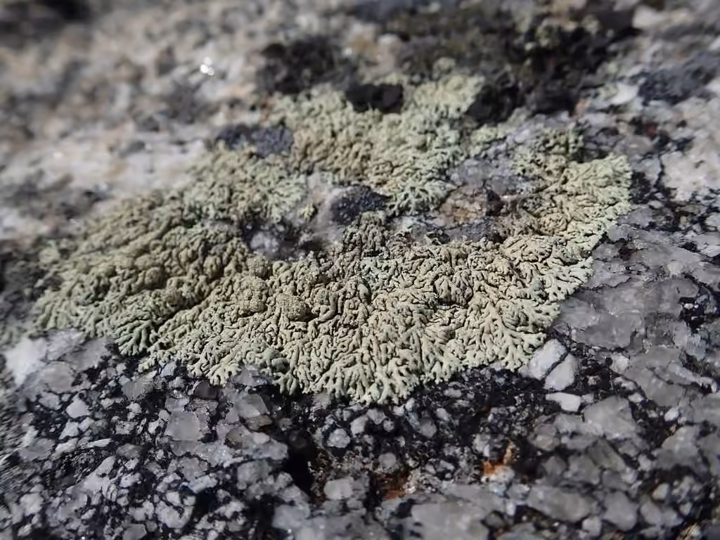 Finger Ring Lichen, photo 1 of 5