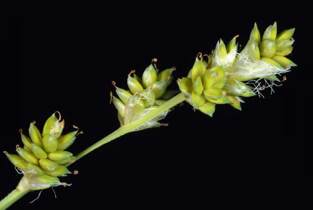 Carex blanchâtre, En fleurs