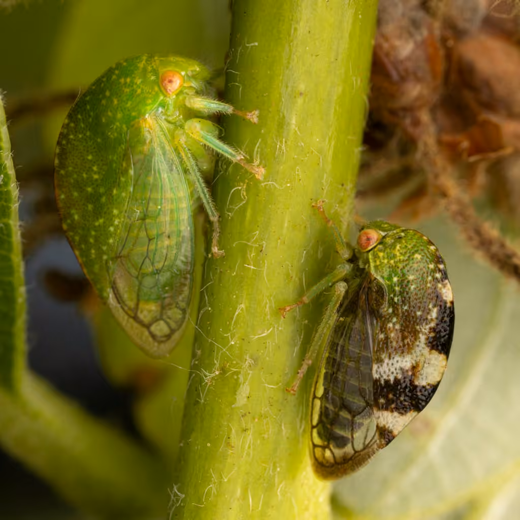 Cyrtolobus dixianus, photo 1 of 5