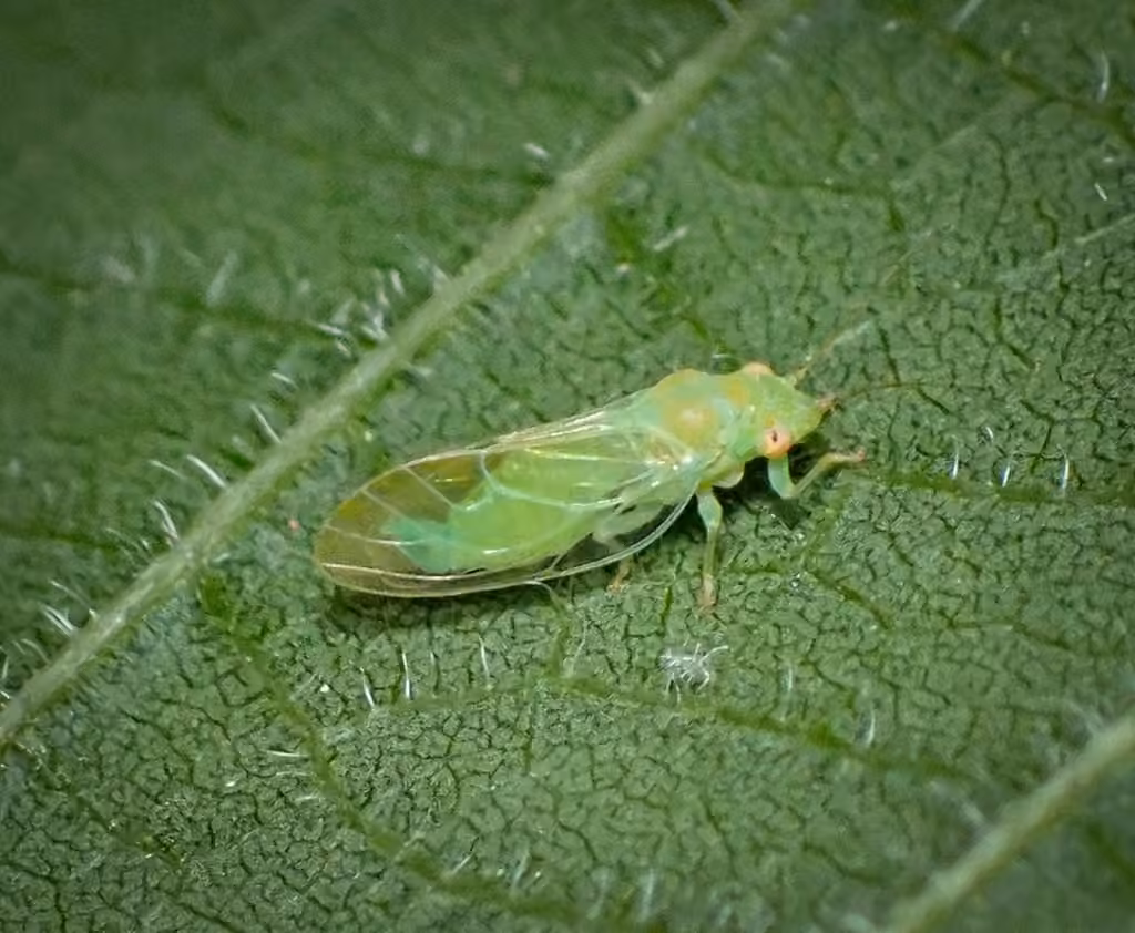 Psylla carpinicola, Galle