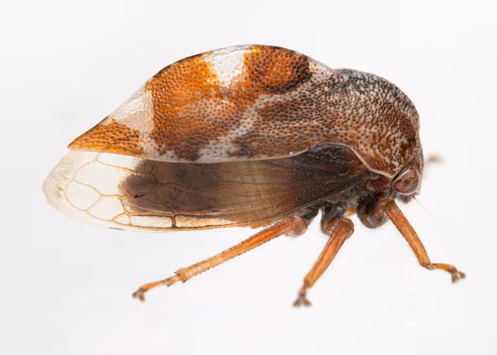 Xantholobus muticus, photo 2 of 5