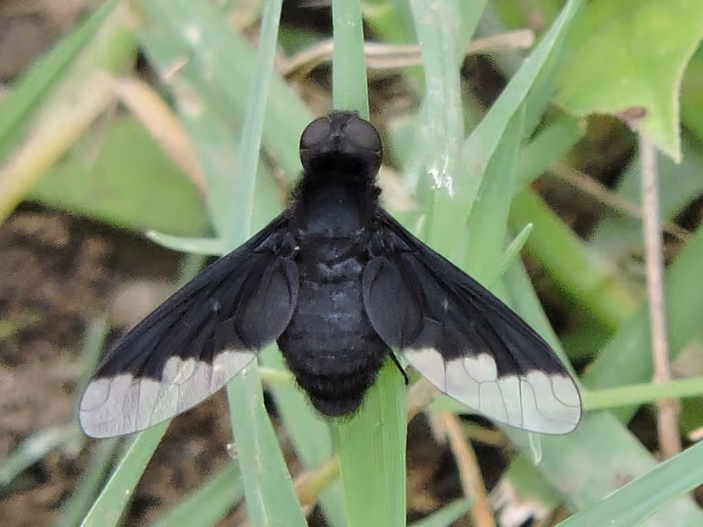 Bombyle mi-noir à croupe blanche, photo 3 sur 5