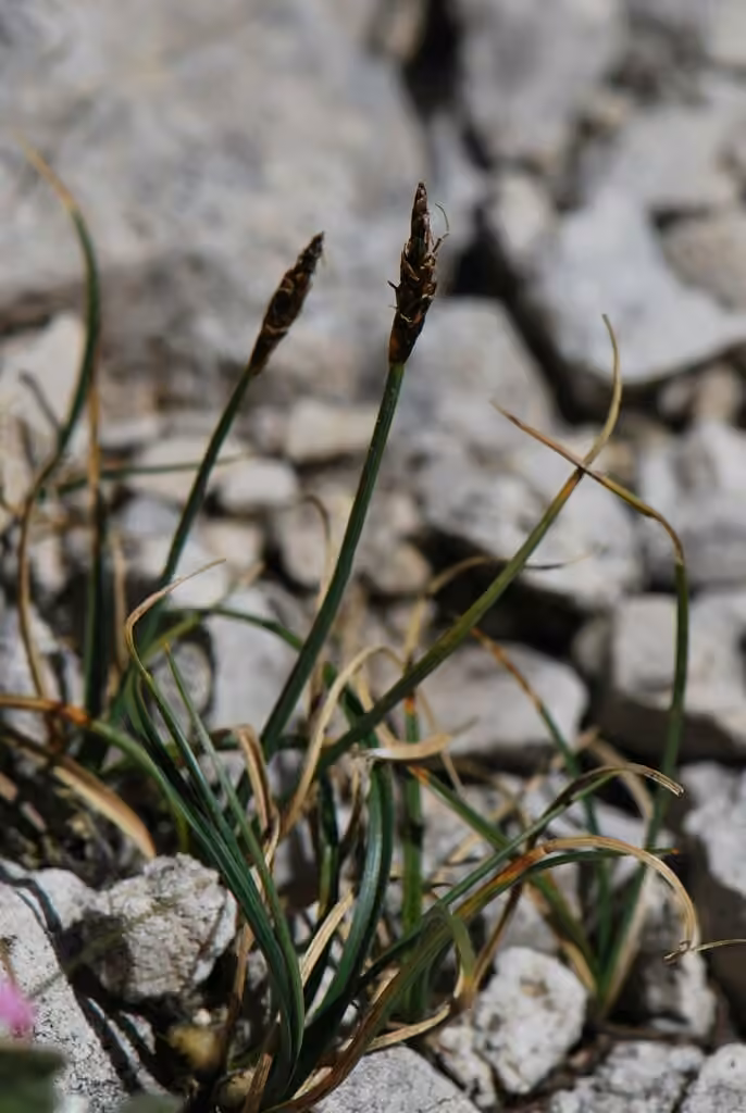 Carex des rochers, photo 1 sur 5