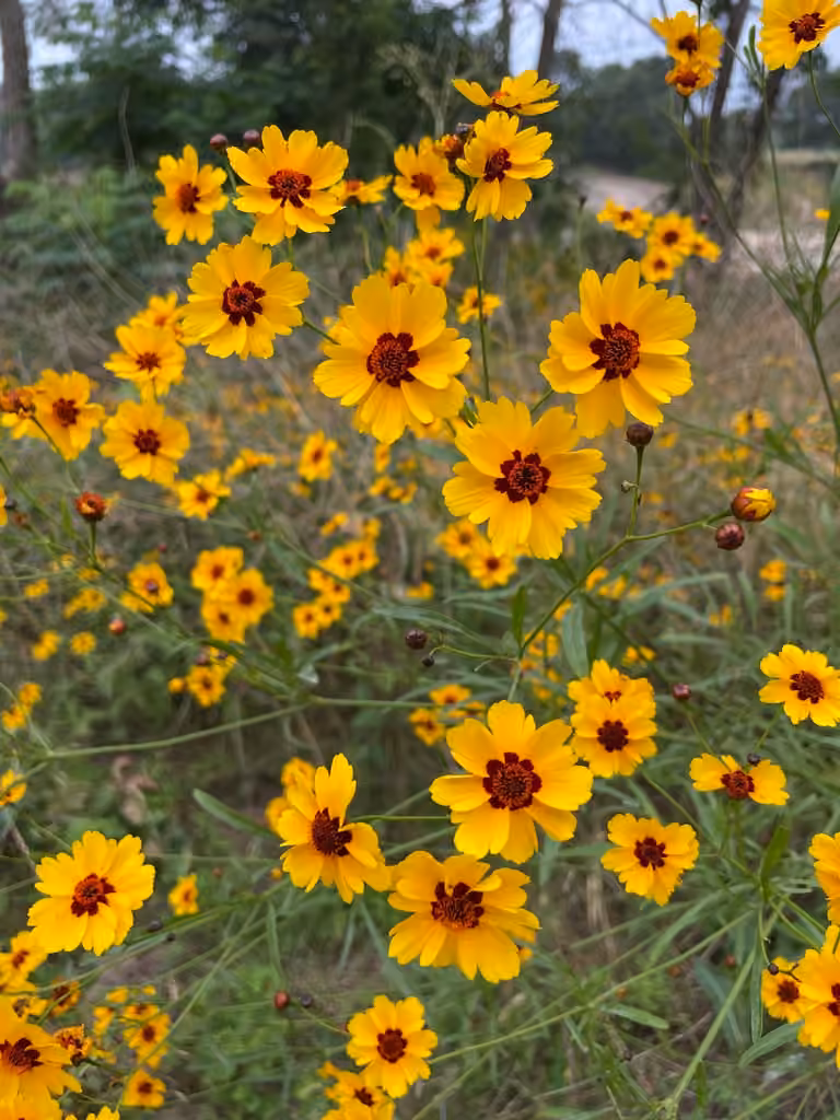 Plains coreopsis
