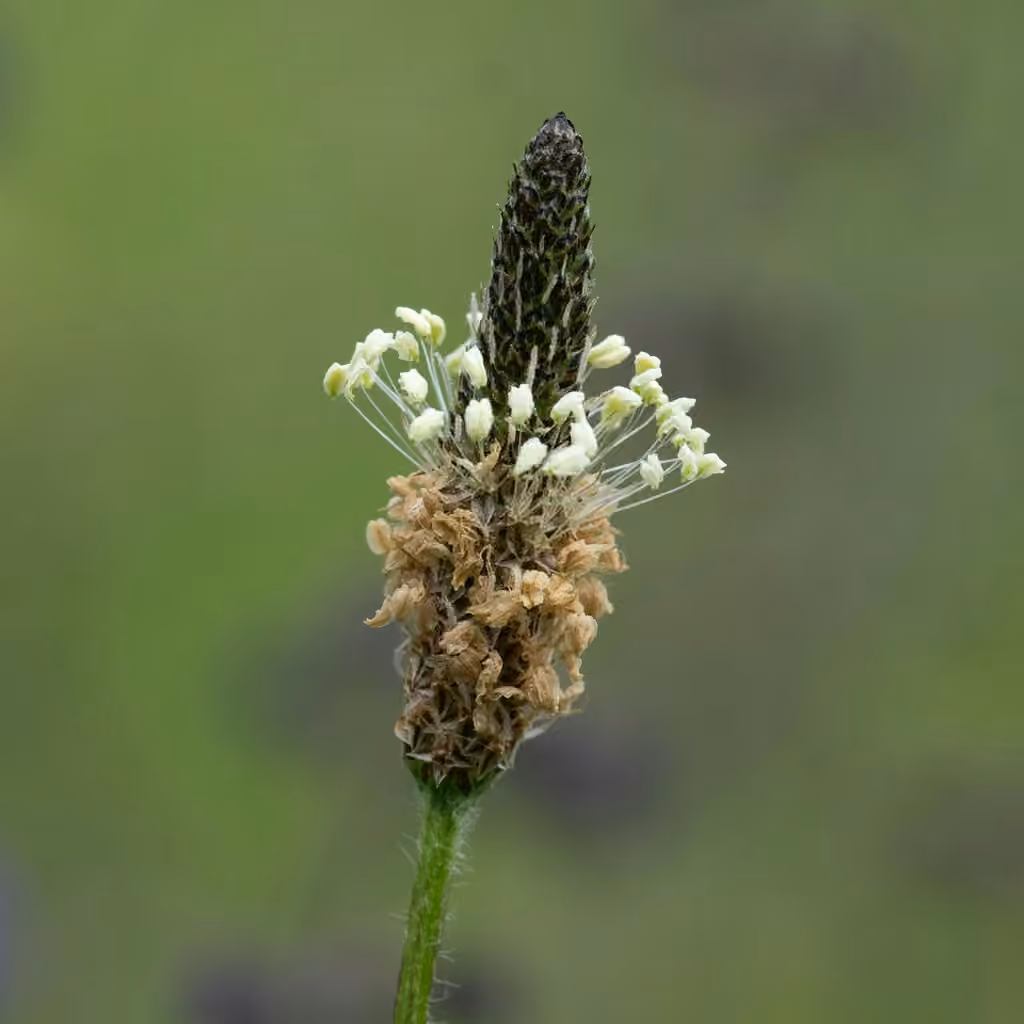 English plantain