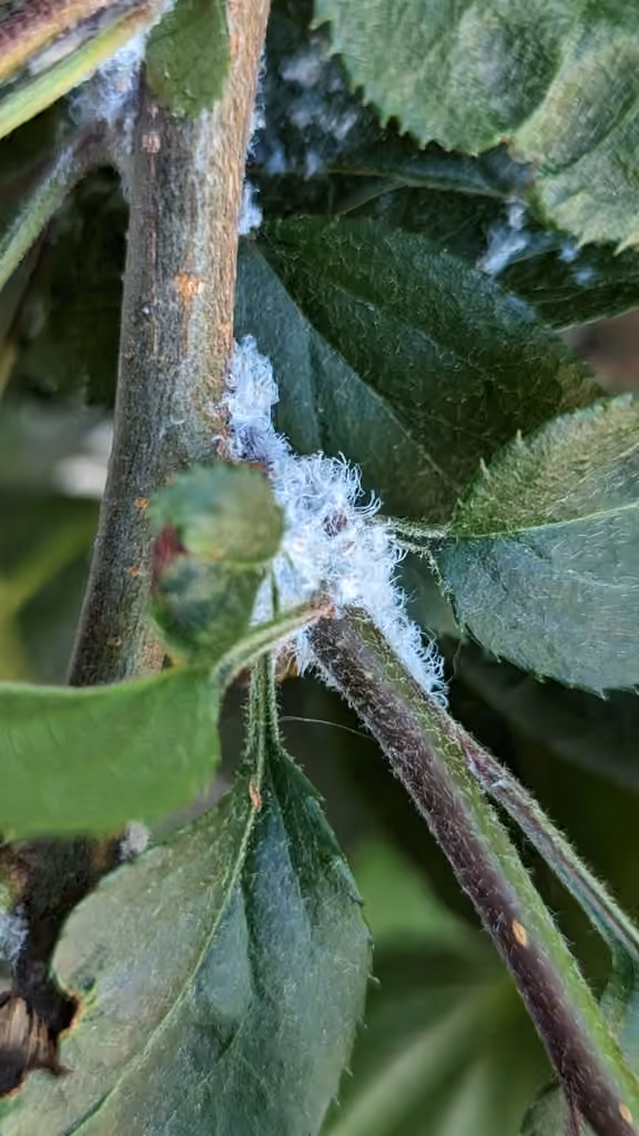 Woolly Apple Aphid, Nymph