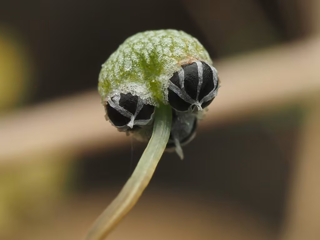 Thin Macewort, photo 2 of 5