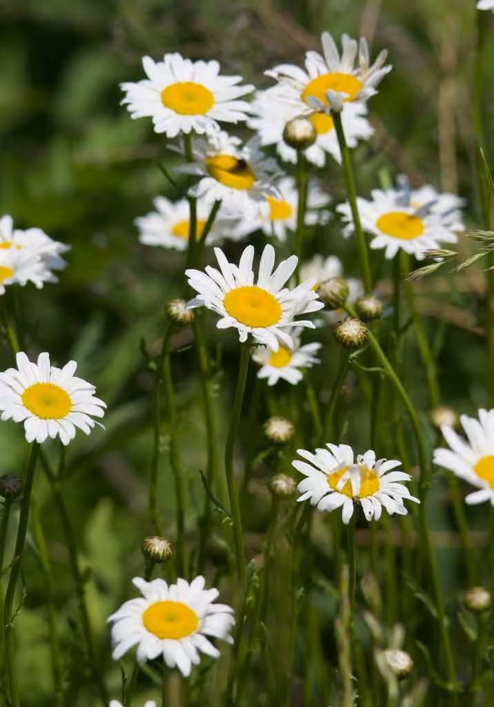 Marguerite blanche, photo 1 sur 5