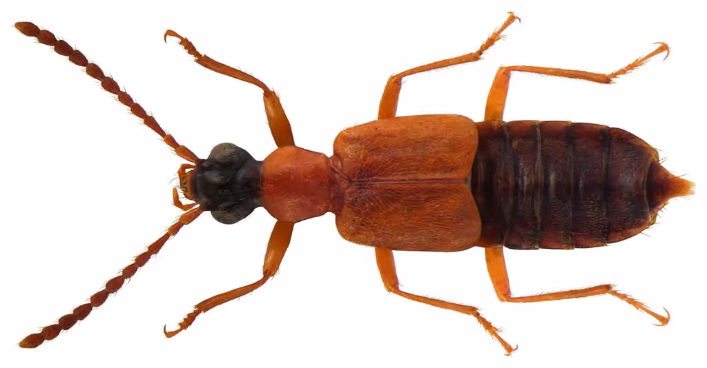 Oxytèle bicolore, photo 1 sur 5