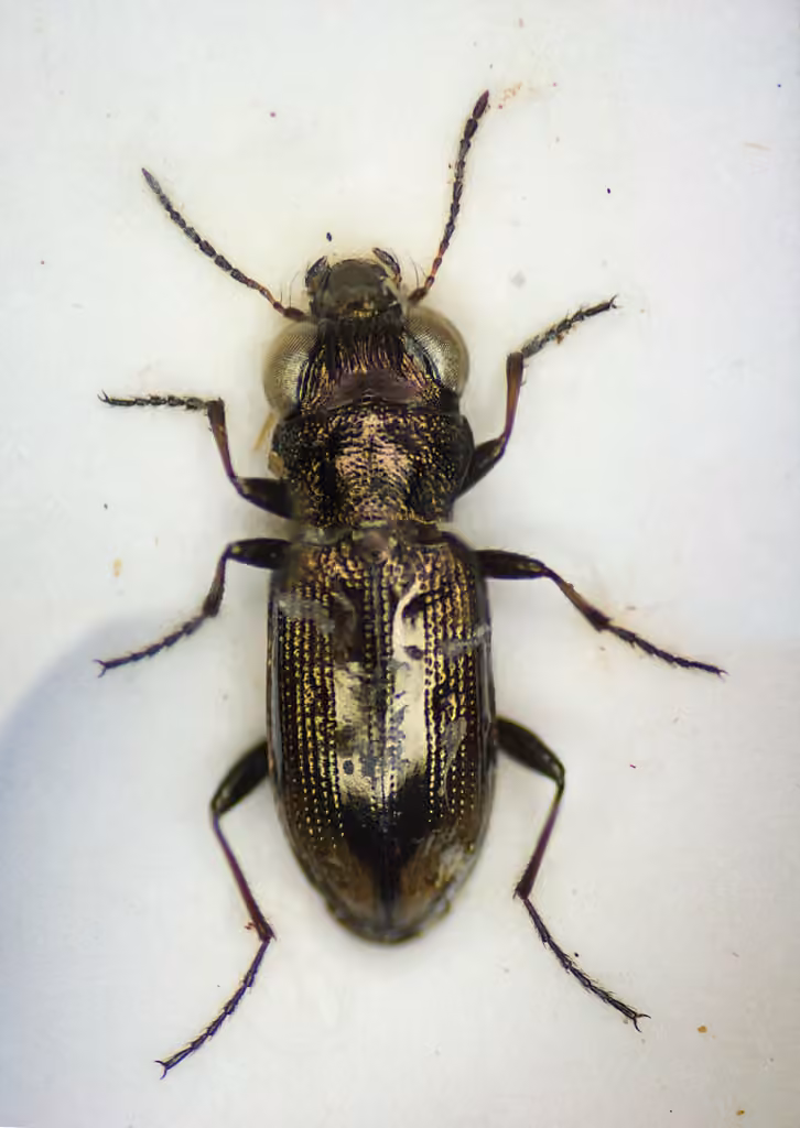 Spotted gazelle beetle, photo 3 of 5