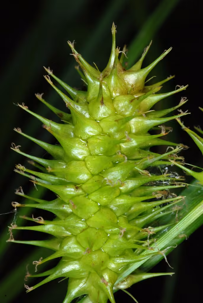 Carex luisant, En fruits
