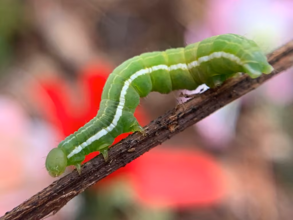 Plusie des Laîches, Chenille