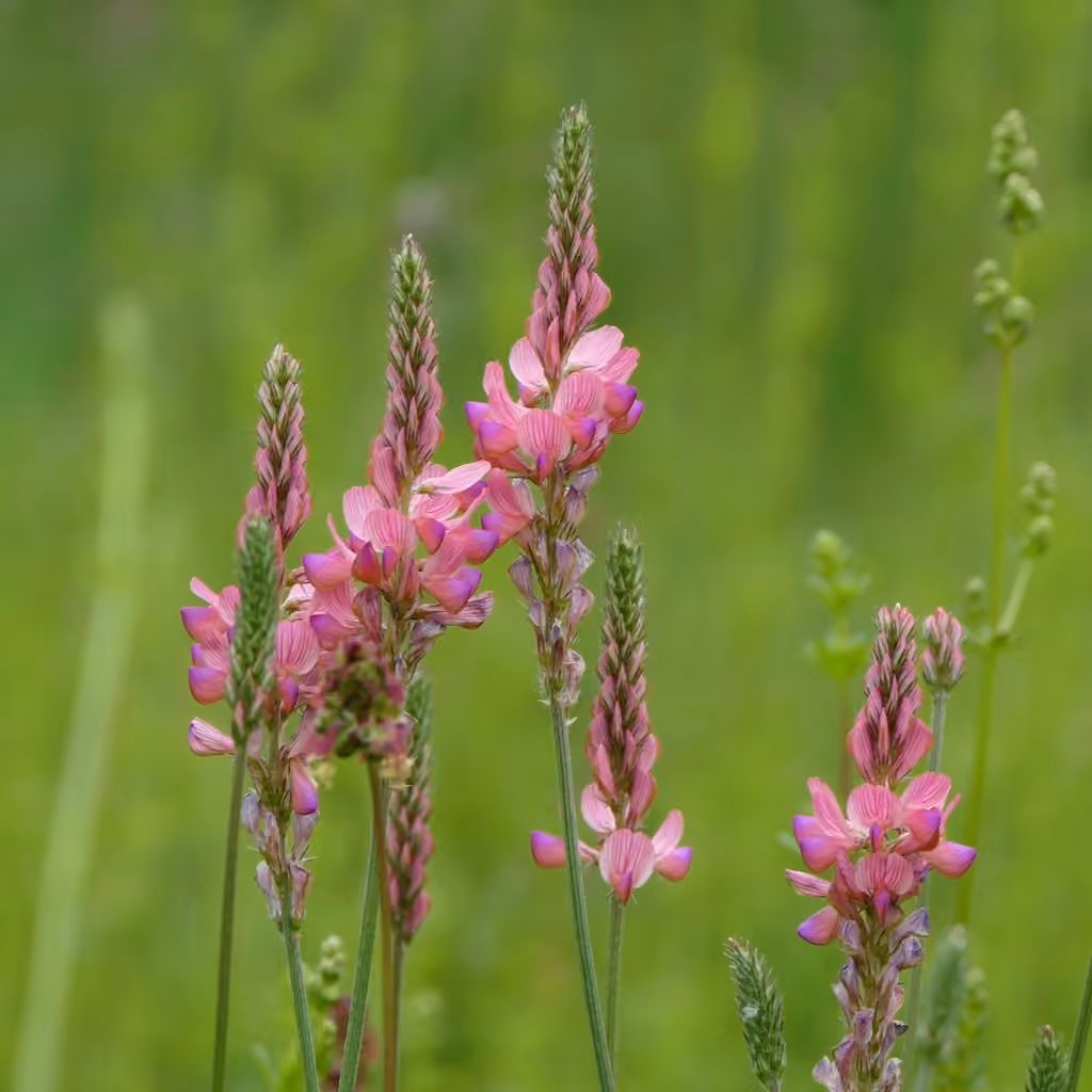 Sainfoin cultivé, photo 1 sur 5