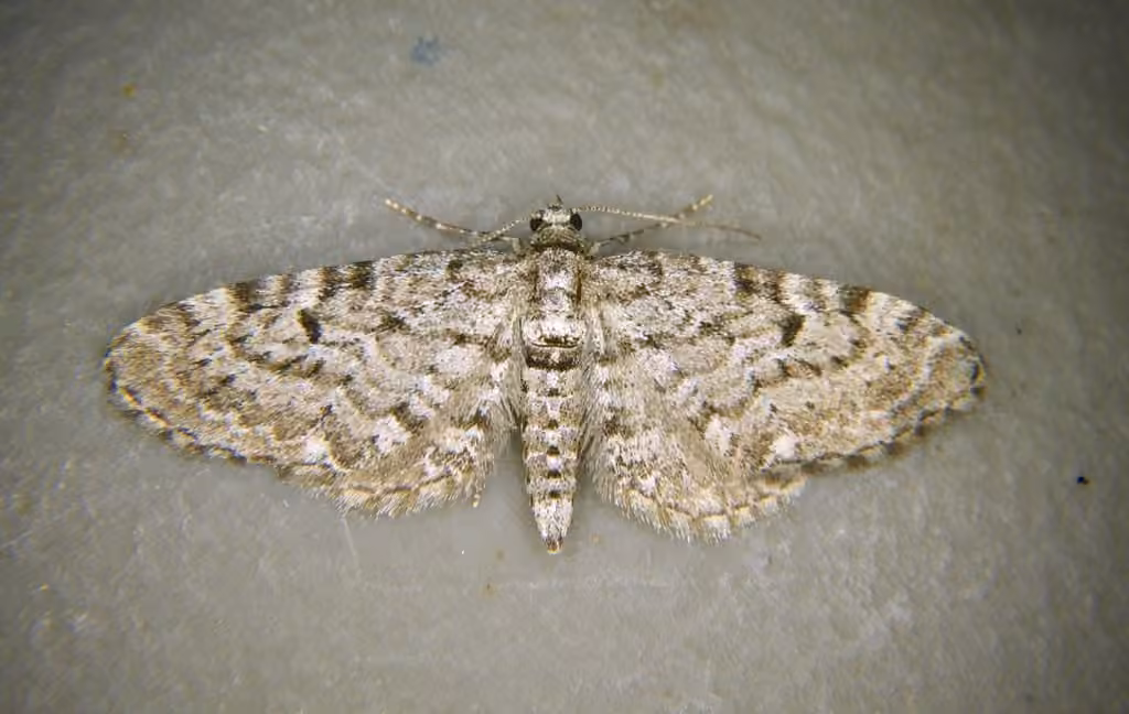 Eupithécie embrouillée, Mâle