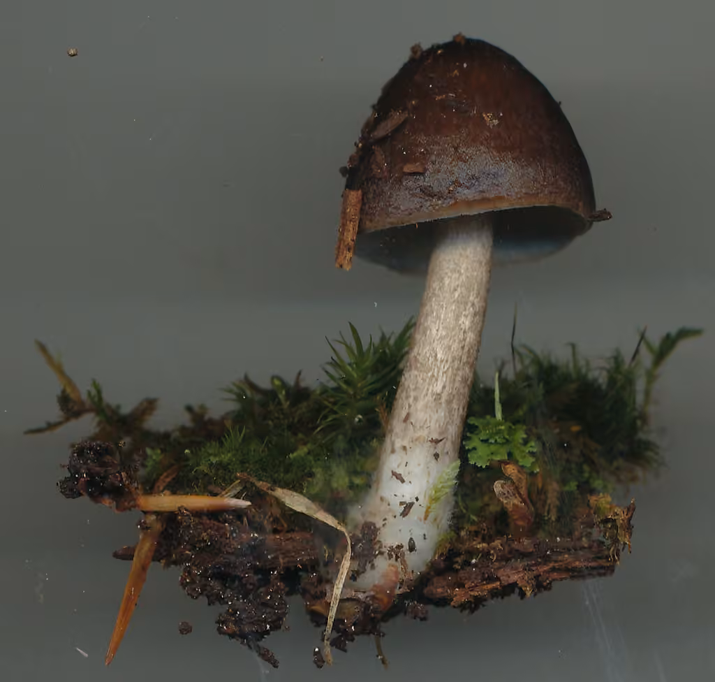 Pluteus rangifer, photo 2 sur 5