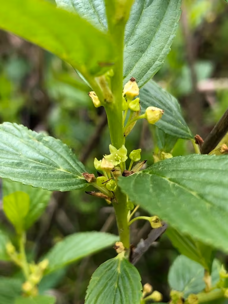 Alder-leaved buckthorn, In flower