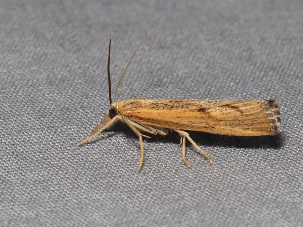 Sod Webworm Moth, Adult