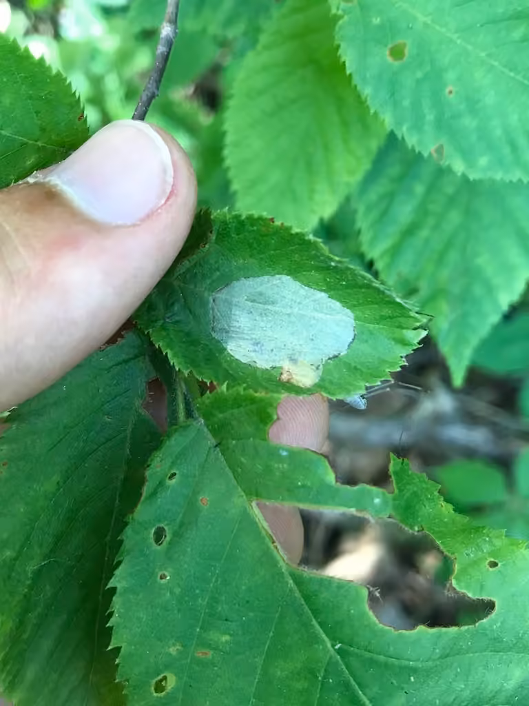 Phyllonorycter tritaenianella, Chenille