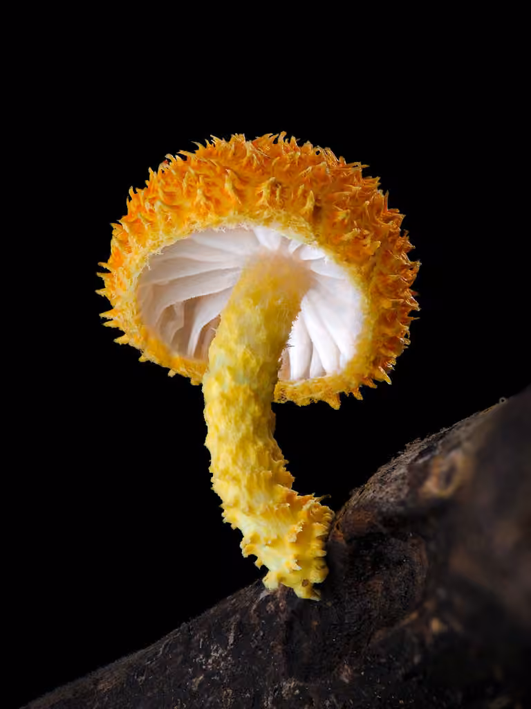 Golden-scruffy Collybia, photo 1 sur 5