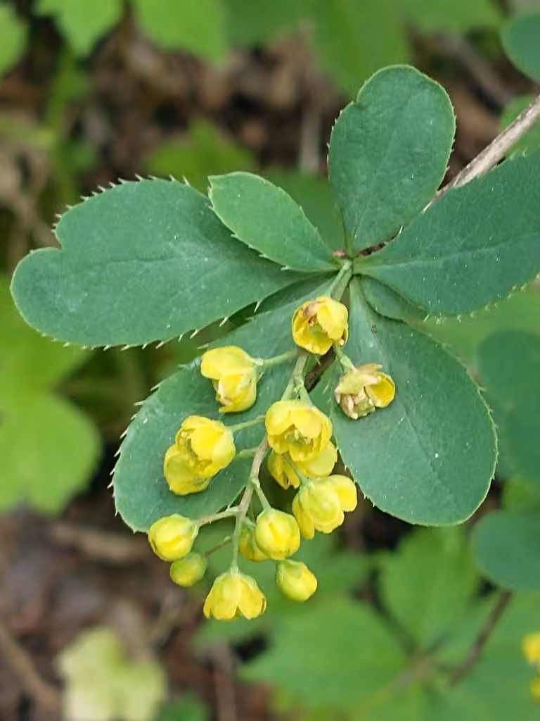 Common barberry, In flower