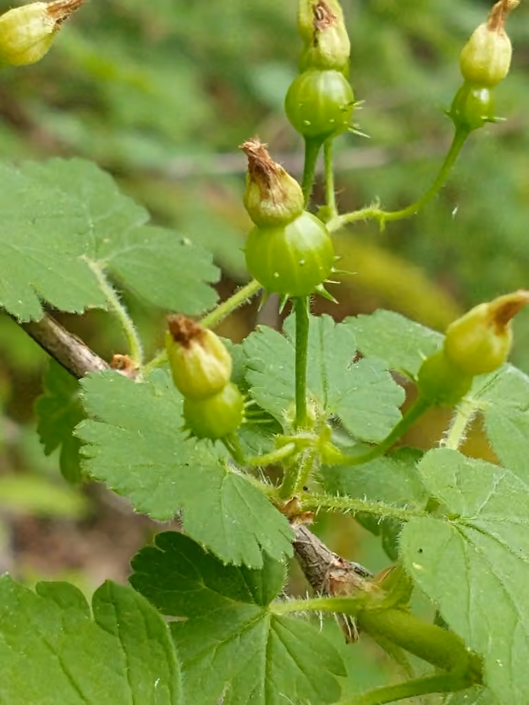 Groseillier des chiens, En fruits